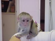 Lovely Capuchin Baby Monkeys For Good Homes
